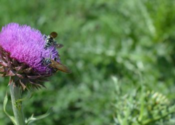 Dos empresas agrícolas de peso ya trabajan para el rescate de los polinizadores