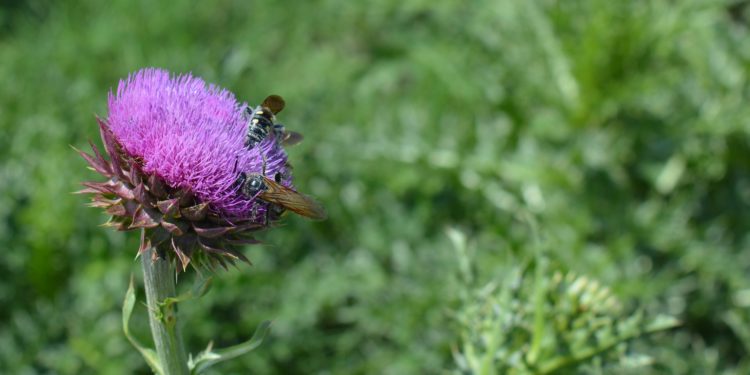 Dos empresas agrícolas de peso ya trabajan para el rescate de los polinizadores