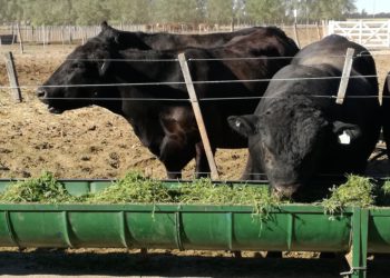 Tras otra negociación sanitaria difícil, Chile aceptó los toros de la Patagonia