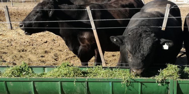 Tras otra negociación sanitaria difícil, Chile aceptó los toros de la Patagonia