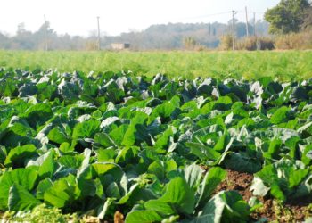 Ahora sí son obligatorias las Buenas Prácticas Agrícolas en la producción de frutas y verduras