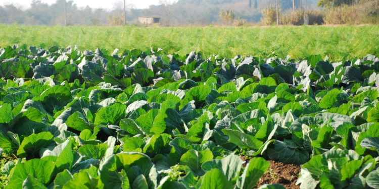 Ahora sí son obligatorias las Buenas Prácticas Agrícolas en la producción de frutas y verduras