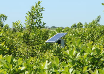 Recorridos: El Rulo de la yerba, una curiosa trampa de luz y la capuera