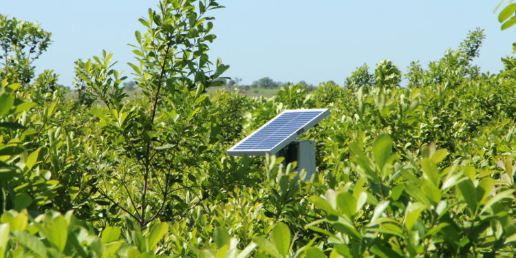 Recorridos: El Rulo de la yerba, una curiosa trampa de luz y la capuera