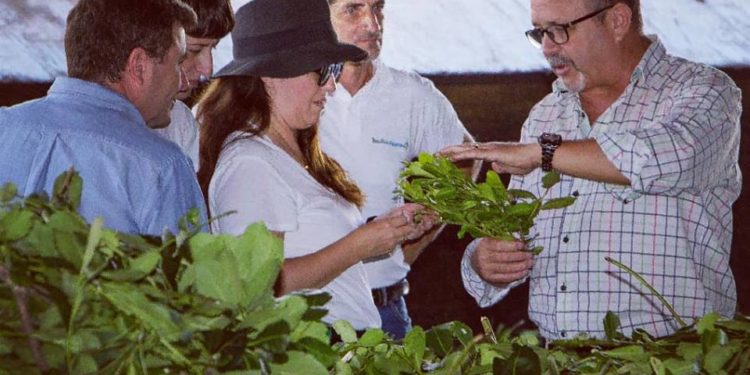 Sabores y saberes: El comandante Andresito, la sommelier Karla y la yerba mate sapecada por agua