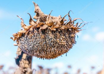 Productor girasolero del Chaco: “Para la siembra vino ASAGIR y nos dijo que le metamos ficha”