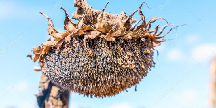 Productor girasolero del Chaco: “Para la siembra vino ASAGIR y nos dijo que le metamos ficha”