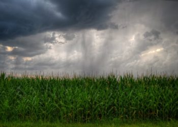 A la soja y el maíz no les faltará agua: Esperan lluvias por encima de lo normal en el primer trimestre de 2019