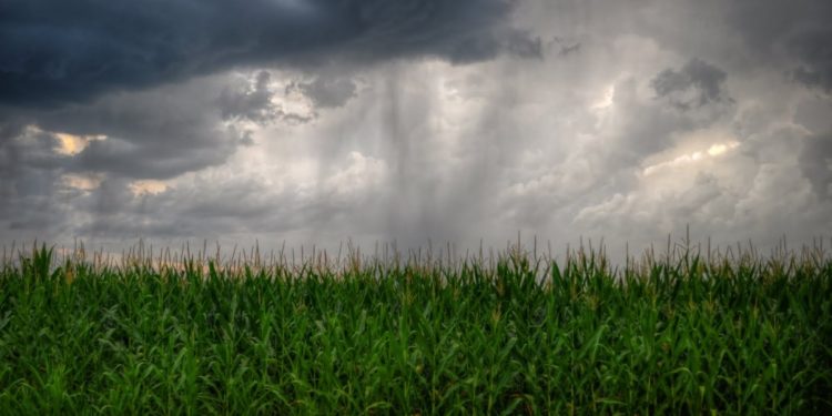 A la soja y el maíz no les faltará agua: Esperan lluvias por encima de lo normal en el primer trimestre de 2019