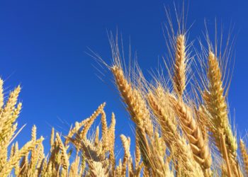 Javier Buján: “Pese a Bolsonaro, el trigo a Brasil seguirá entrando”