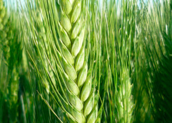 Todos festejan con el trigo. ¿Pero qué pasa con los productores?