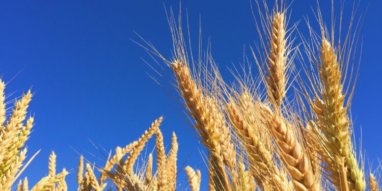 Javier Buján: “Pese a Bolsonaro, el trigo a Brasil seguirá entrando”