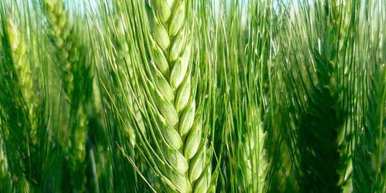 Todos festejan con el trigo. ¿Pero qué pasa con los productores?