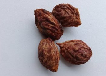 Ensayo en Mendoza: El carozo del durazno como  nueva fuente de energía