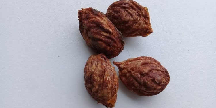 Ensayo en Mendoza: El carozo del durazno como  nueva fuente de energía