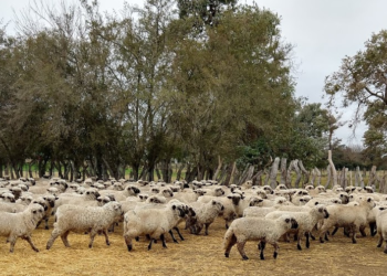 El tiempo no pasa para el cordero: Los frigoríficos lo pagan al mismo precio que el año pasado