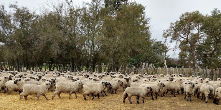 El tiempo no pasa para el cordero: Los frigoríficos lo pagan al mismo precio que el año pasado
