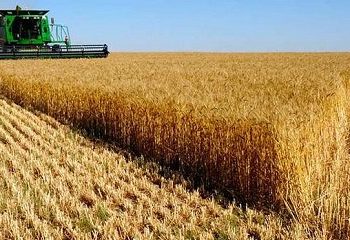 País insólito: Un productor denunció que le afanaban toda la cosecha de trigo