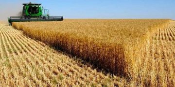 País insólito: Un productor denunció que le afanaban toda la cosecha de trigo