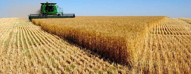 País insólito: Un productor denunció que le afanaban toda la cosecha de trigo