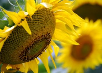 ASAGIR recoge el guante y reconoce “horas difíciles” para el complejo girasolero