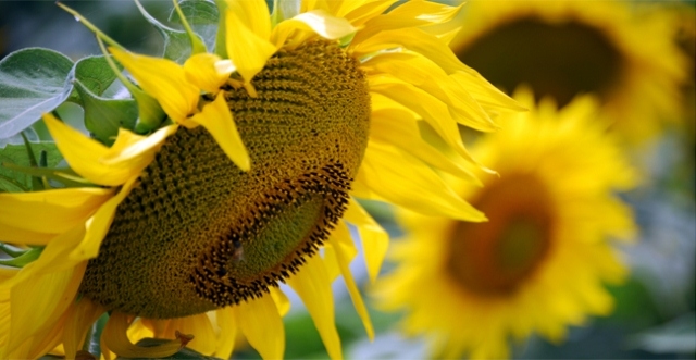 ASAGIR recoge el guante y reconoce “horas difíciles” para el complejo girasolero