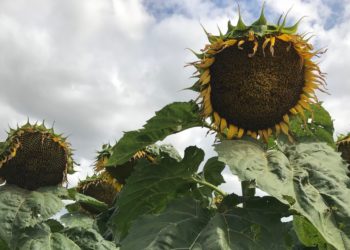Los productores de girasol del Chaco se sienten estafados e insultan hasta a ASAGIR
