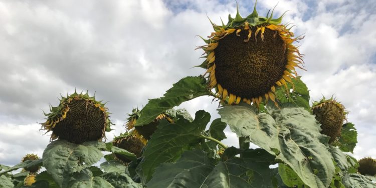 Los productores de girasol del Chaco se sienten estafados e insultan hasta a ASAGIR