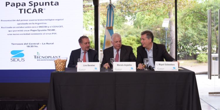 Lanzaron oficialmente la papa transgénica argentina que resiste a un virus