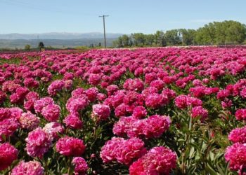 Macri no va, pero a Bolsonaro le mandamos flores