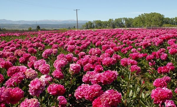 Macri no va, pero a Bolsonaro le mandamos flores