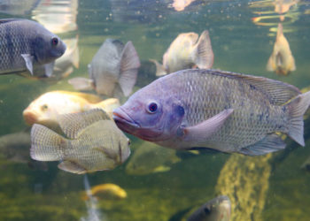 Argentina y Brasil dan vía libre a animales mejorados mediante la edición génica