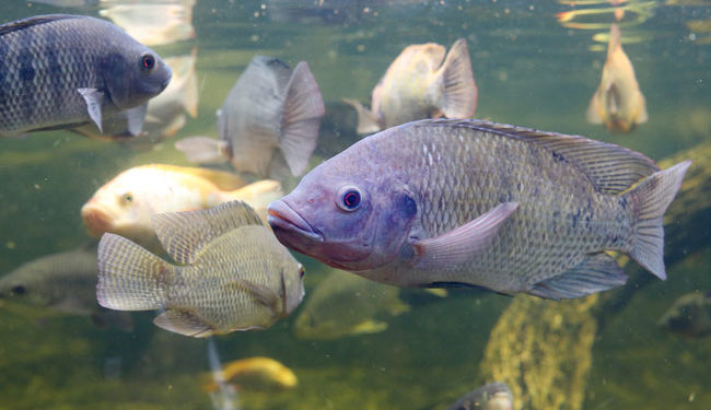 Argentina y Brasil dan vía libre a animales mejorados mediante la edición génica