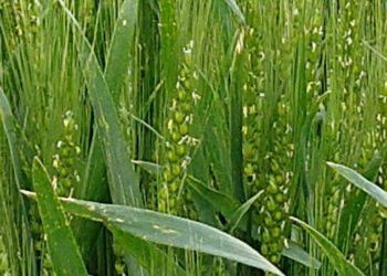 Todos festejan con el trigo. ¿Pero qué pasa con los productores?