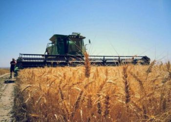 País insólito: Un productor denunció que le afanaban toda la cosecha de trigo