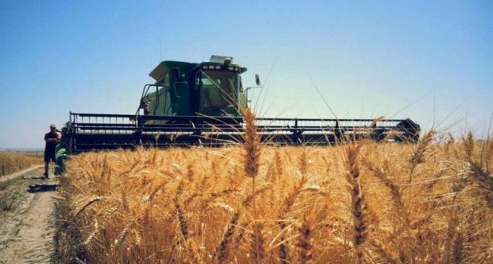 País insólito: Un productor denunció que le afanaban toda la cosecha de trigo