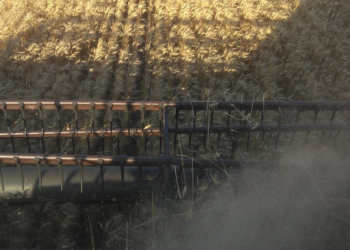 El trigo pinta muy lindo pese a las heladas y las retenciones