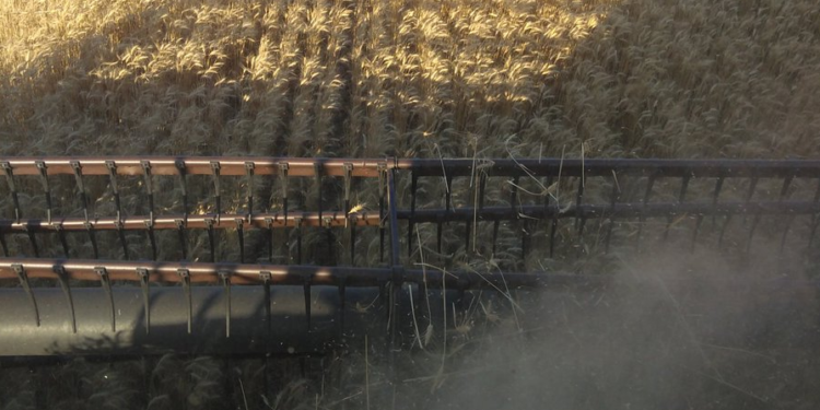 El trigo pinta muy lindo pese a las heladas y las retenciones