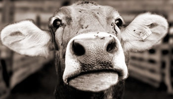 Bum, bum, bum… Están perdiendo plata todos los eslabones de la ganadería