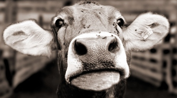 Bum, bum, bum… Están perdiendo plata todos los eslabones de la ganadería