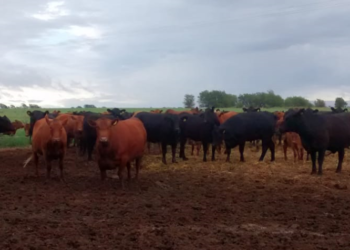 Panorama ganadero: Crece más la faena de hembras pero todavía no habría liquidación