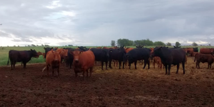 Panorama ganadero: Crece más la faena de hembras pero todavía no habría liquidación