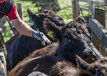 La aftosa cumplió 500 años, pero según el INTA sigue siendo muy peligrosa