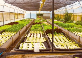 Acuaponia: la forma más sustentable de producir peces y verduras a la vez