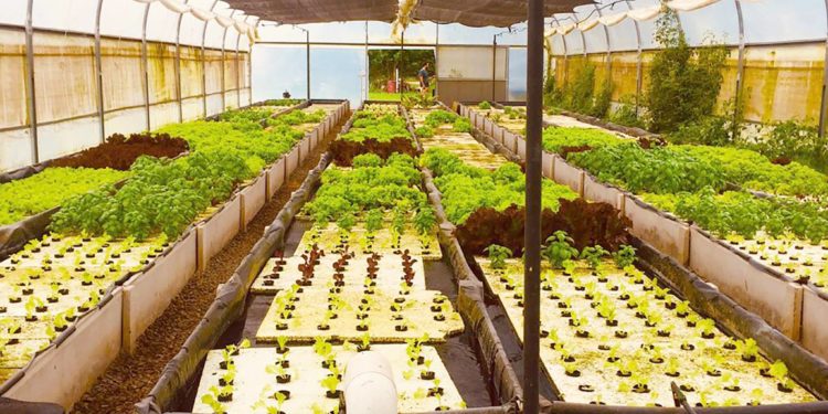 Acuaponia: la forma más sustentable de producir peces y verduras a la vez