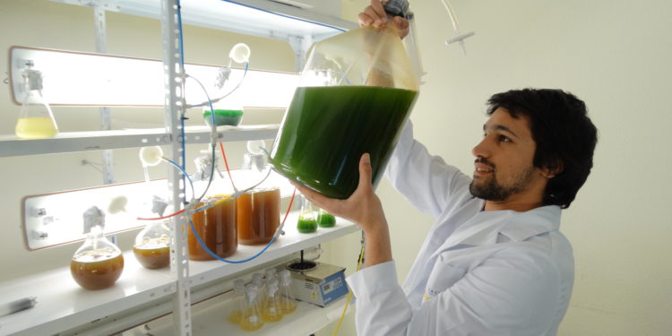 Un equipo de Agronomía, detrás del sueño de limpiar el Riachuelo usando microalgas