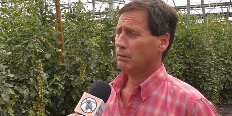 Juan Carlos Mazza, productor de tomates: “En la horticultura no hay controles. Nadie viene a tocarme la puerta”