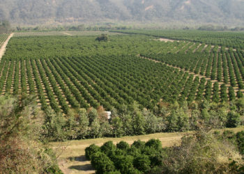 El ingenio Ledesma invierte cade vez más fuerte en el  negocio de la fruta