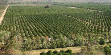 El ingenio Ledesma invierte cade vez más fuerte en el  negocio de la fruta