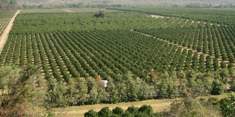 El ingenio Ledesma invierte cade vez más fuerte en el  negocio de la fruta